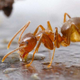 Imagen para el artículo titulado Un hongo infeccioso causa estragos en las hormigas locas, y los científicos están encantados